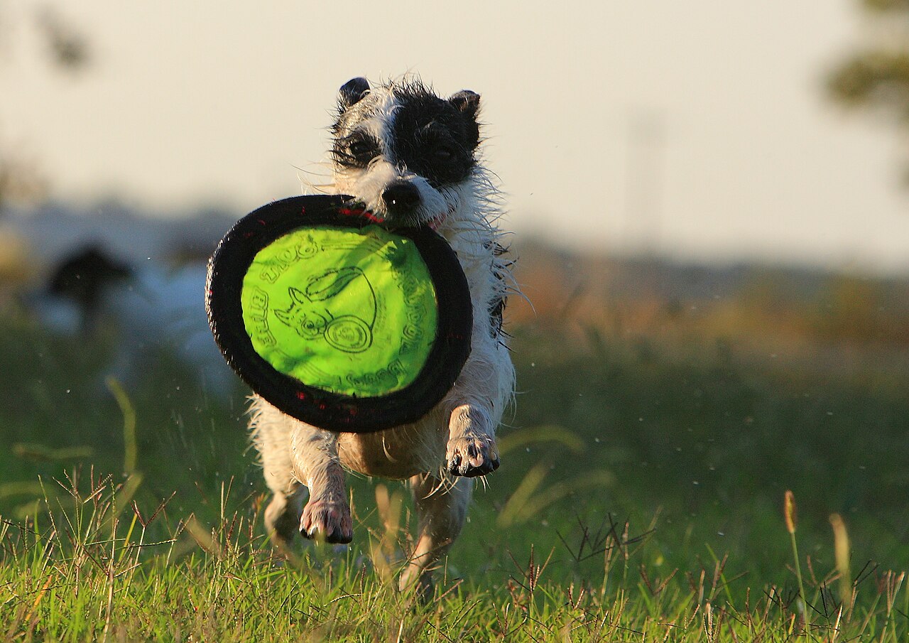 A Jack Russell terrier sitting alert on rocks