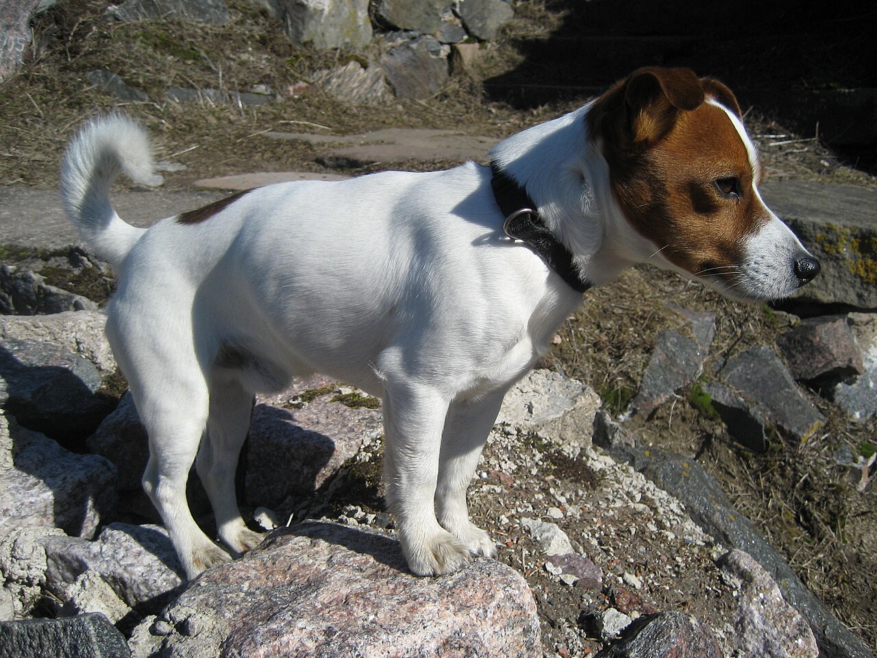 A Jack Russell terrier running with a frisbee
