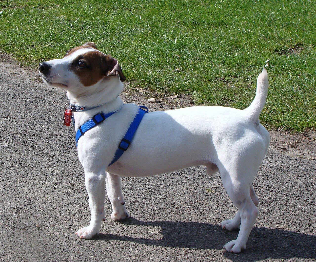 Bettle, a Jack Russell terrier, sitting in a park